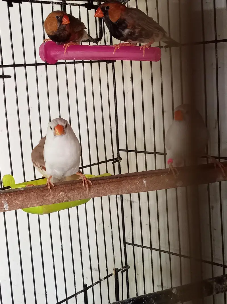 Exhibition Zebra finch mutations — photo 7