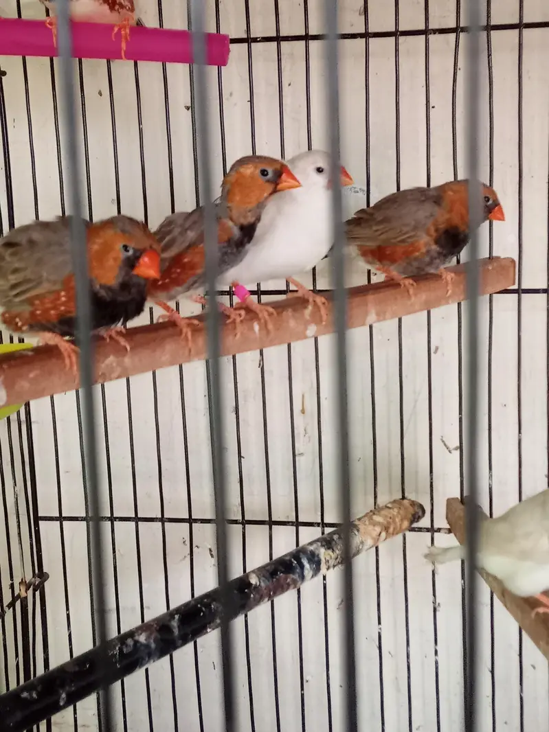 Exhibition Zebra finch mutations — photo 8