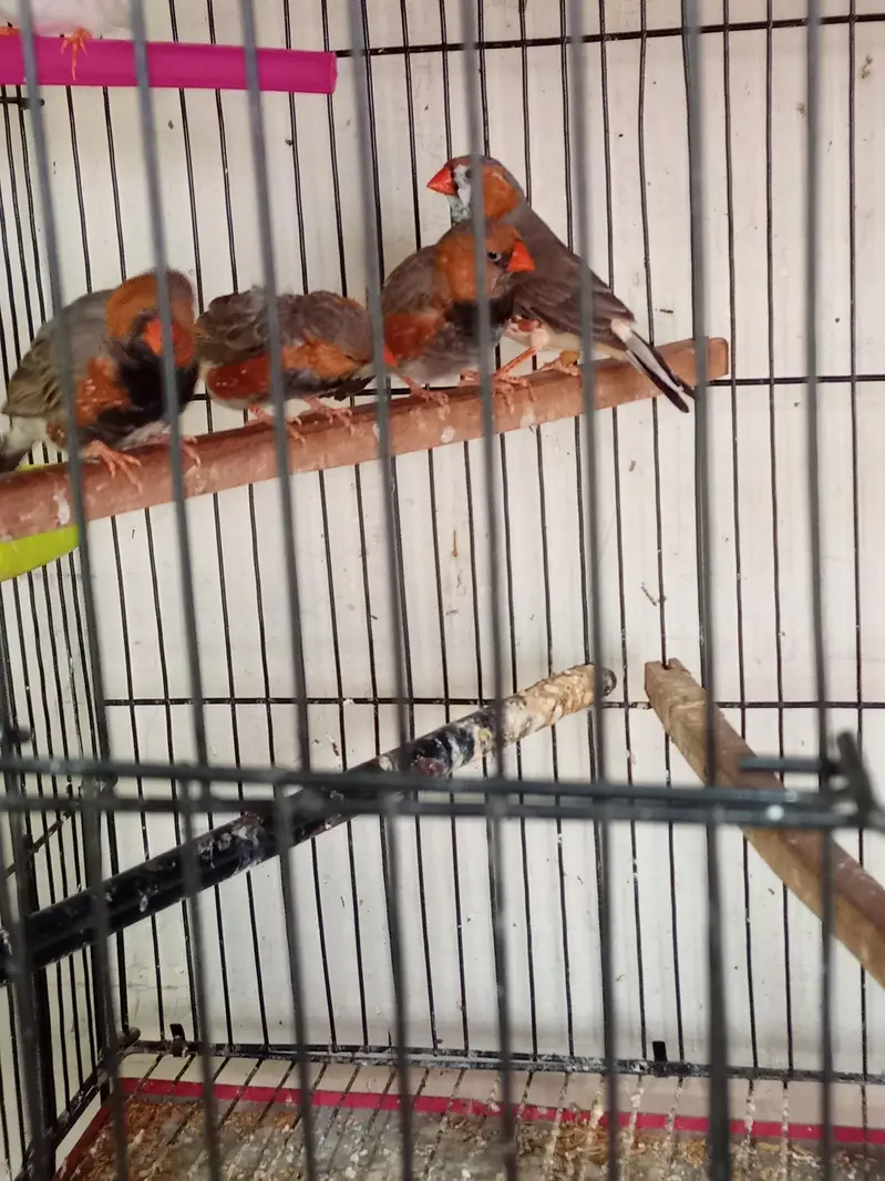Exhibition Zebra finch mutations — photo 9