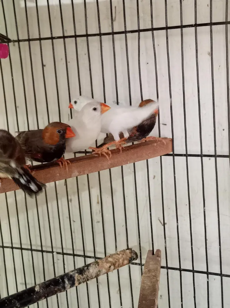 Exhibition Zebra finch mutations — photo 10