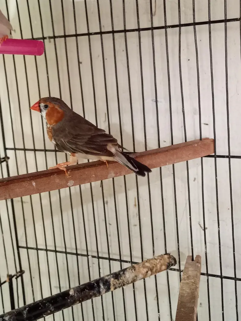 Exhibition Zebra finch mutations — photo 11