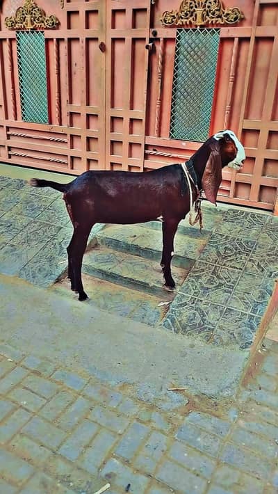 Beetal Nagra