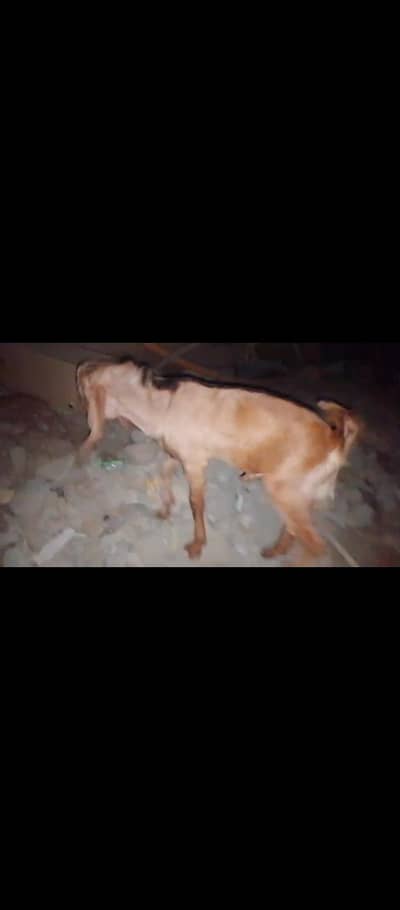 ando breeder for sell