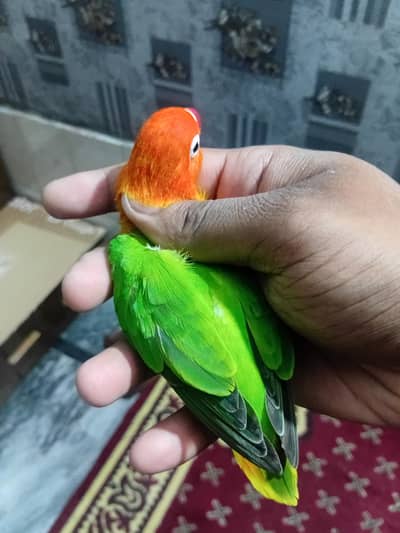 Parblue split opaline male x Green opaline female