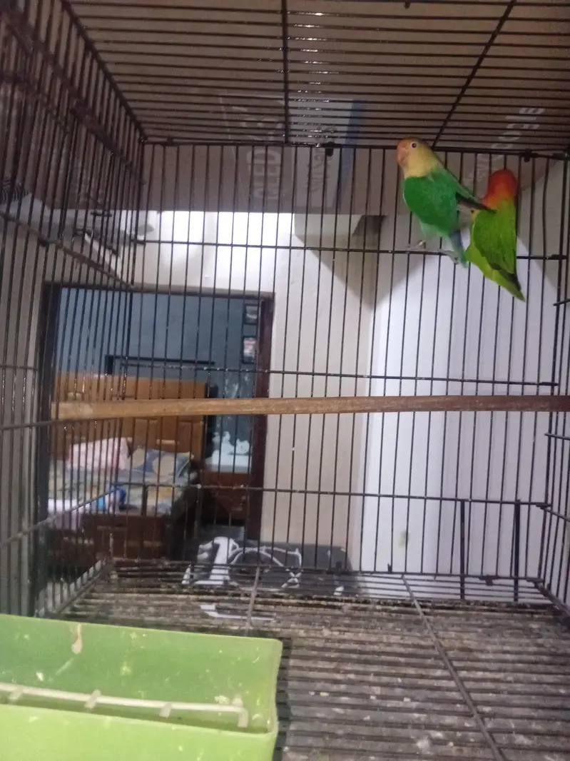 Parblue split opaline male x Green opaline female — photo 3