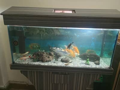 Fish & Aquarium