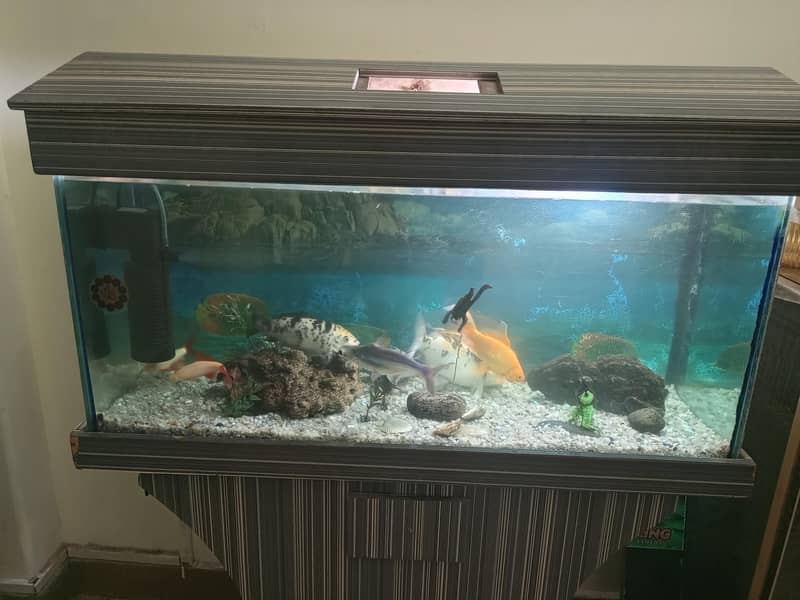 Fish & Aquarium 1