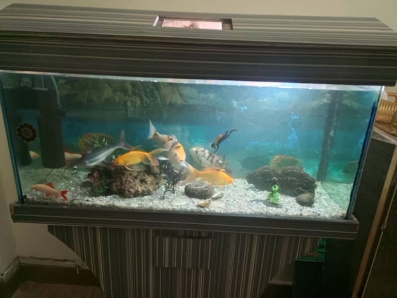 Fish & Aquarium 5