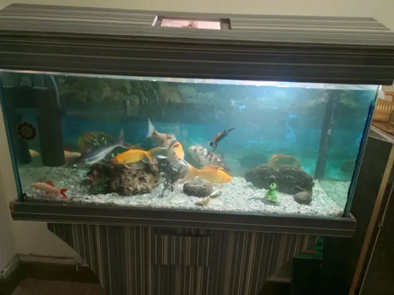 Fish & Aquarium — photo 6