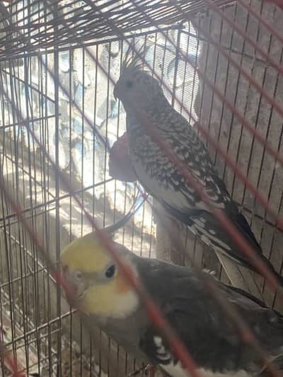 100% breeder cocktail pair