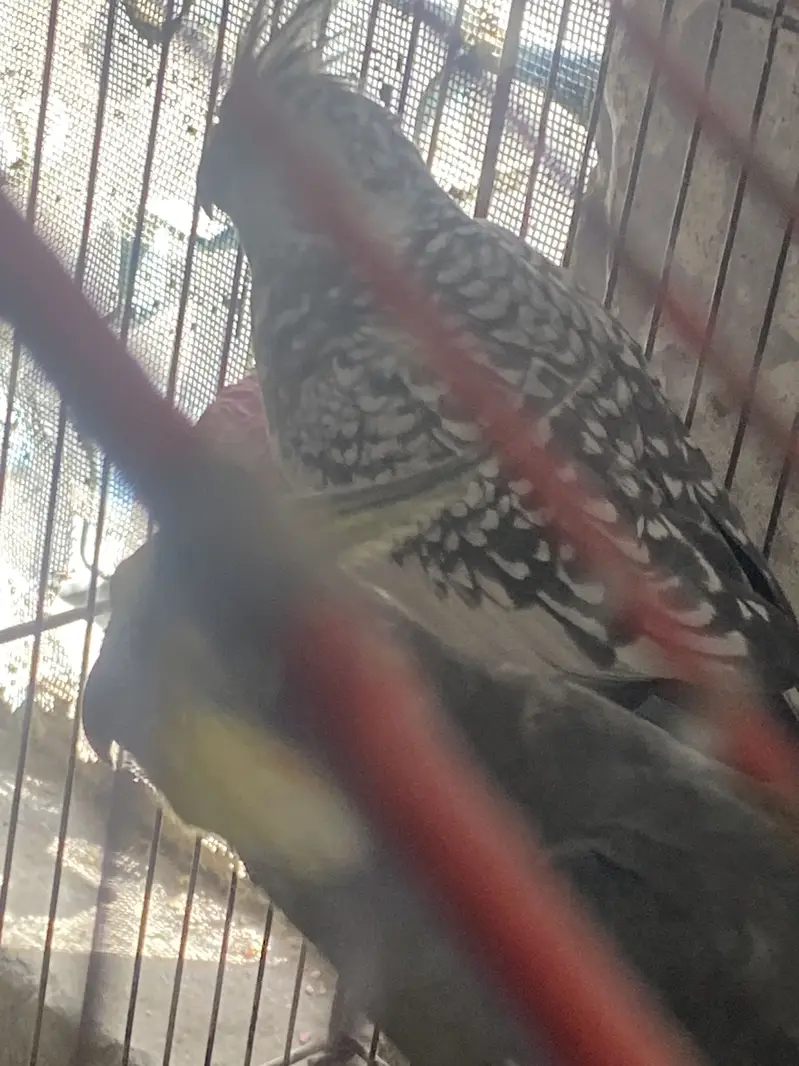 100% breeder cocktail pair — photo 2