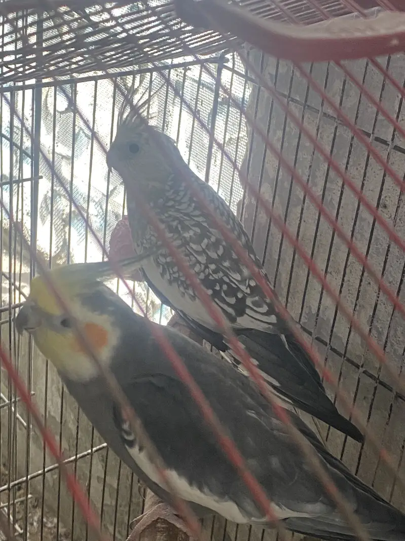 100% breeder cocktail pair — photo 4