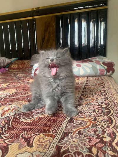 Persian kitten