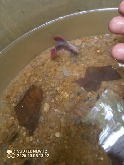 healthy and active fish