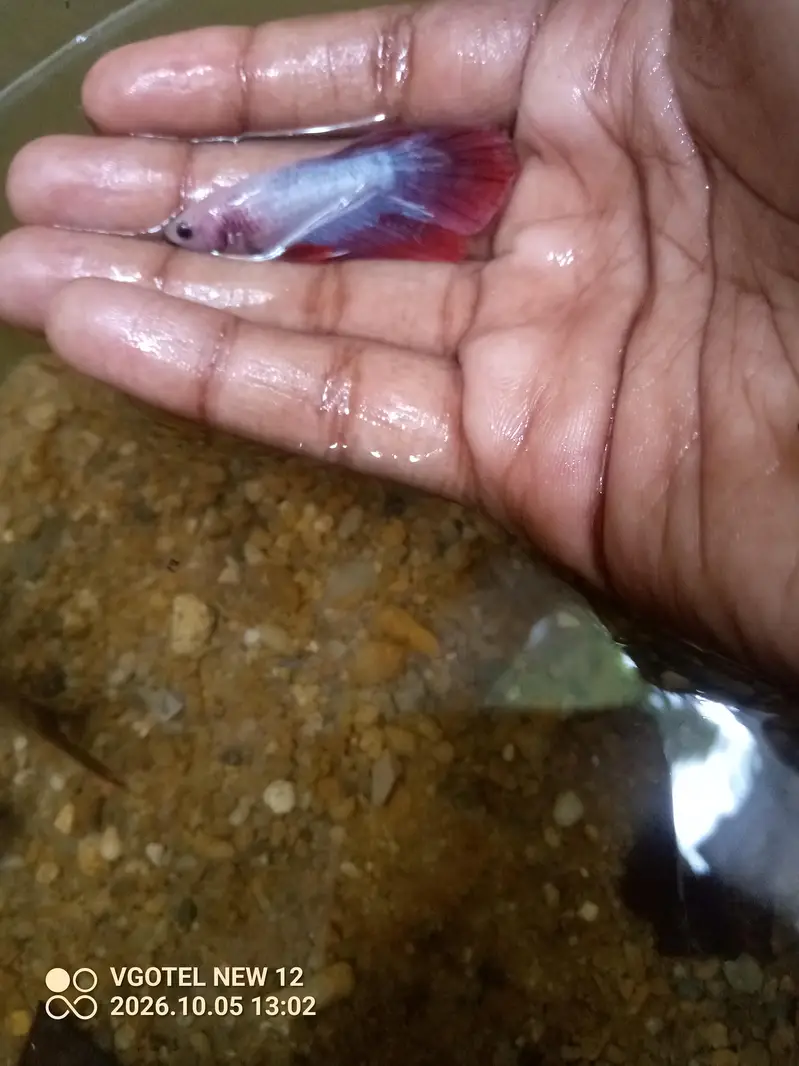 healthy and active fish — photo 2
