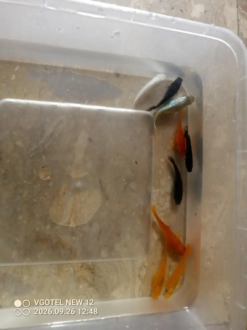 healthy and active fish — photo 3