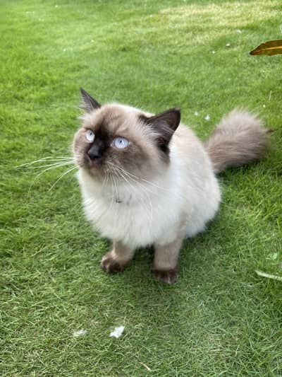 Saimese Female cat