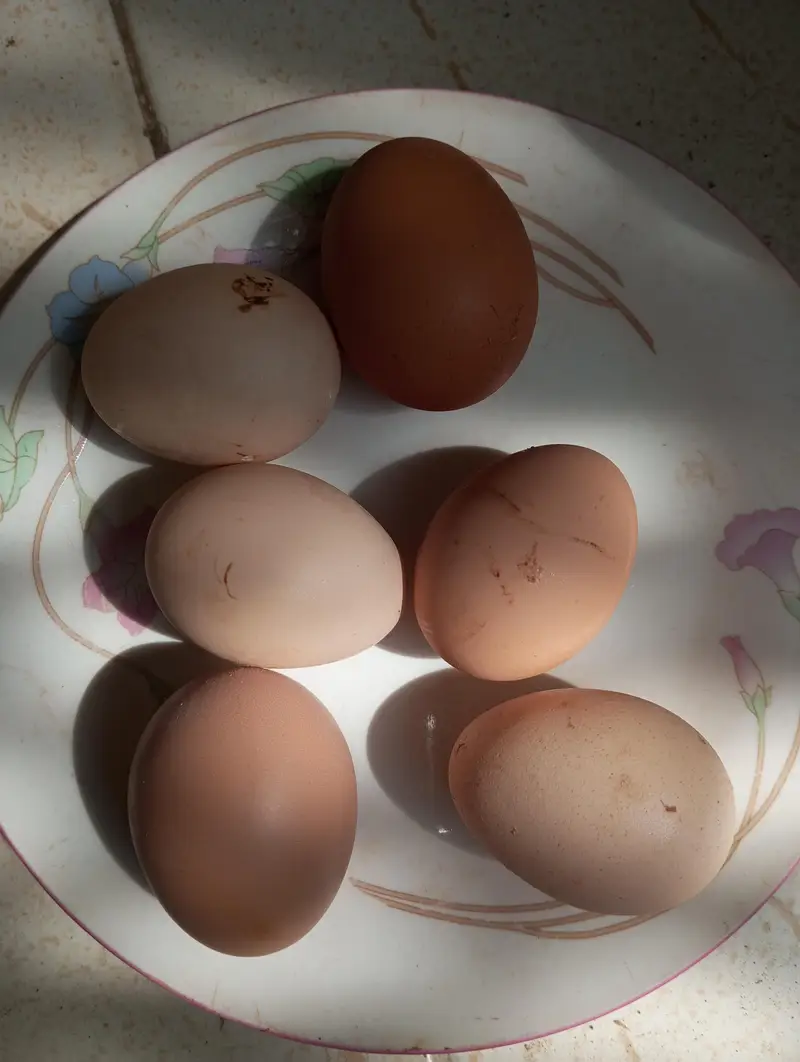 Pure Desi Egg 6 pcs — photo 2