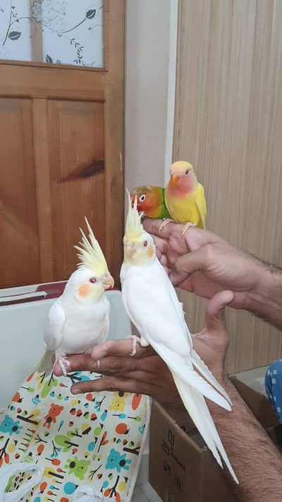 HAND-TAMED BIRDS FOR SALE Karachi