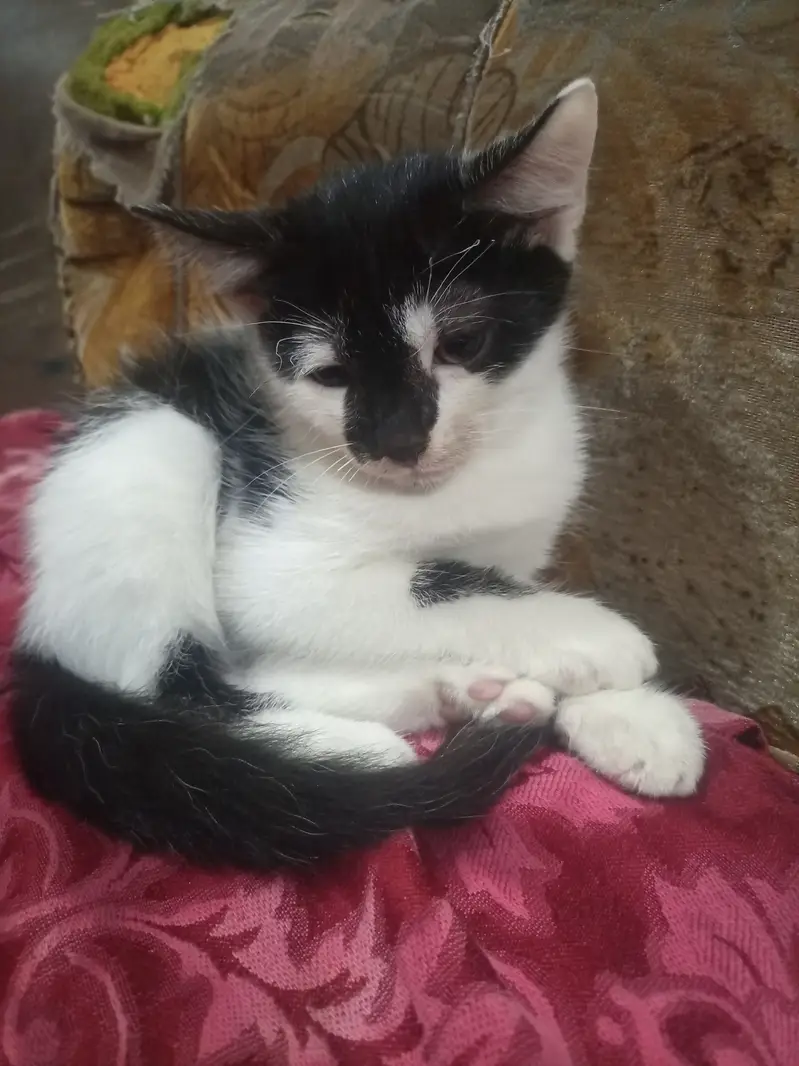 Cross persian cat — photo 2