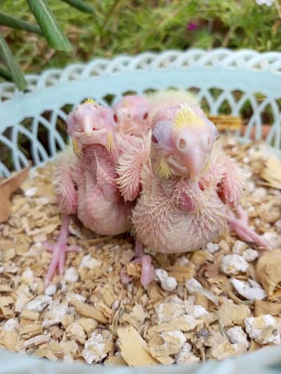 cocktails chiks
