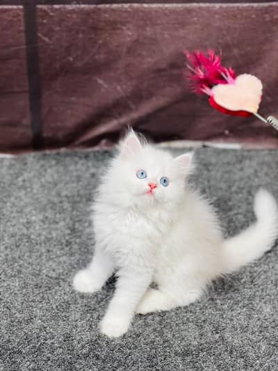 Persian Punch face triple coat cat Kitten