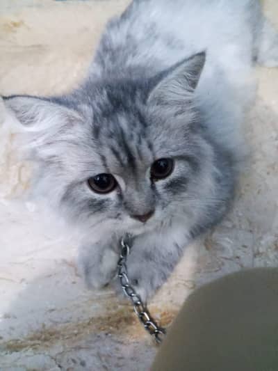 Persian cat