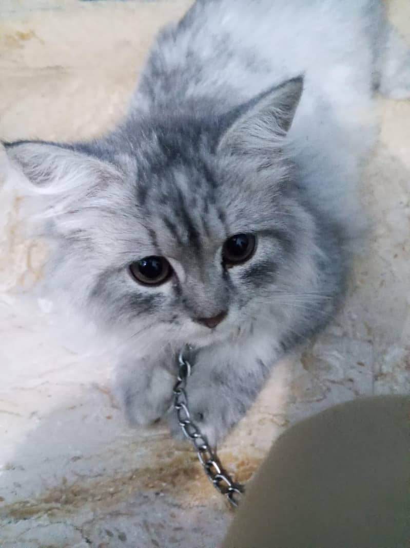 Persian cat 0