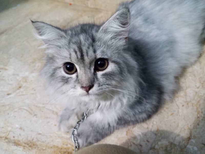 Persian cat 1