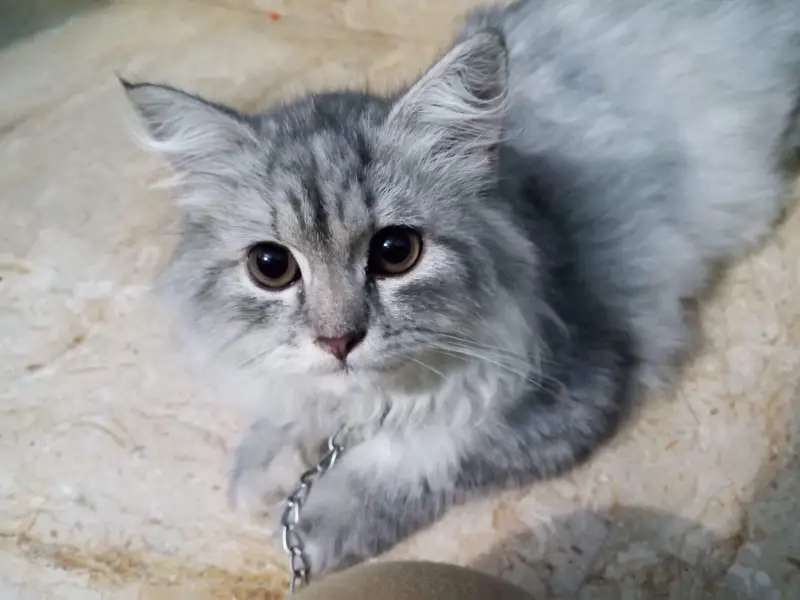 Persian cat — photo 2
