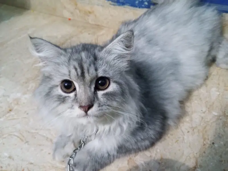 Persian cat — photo 3