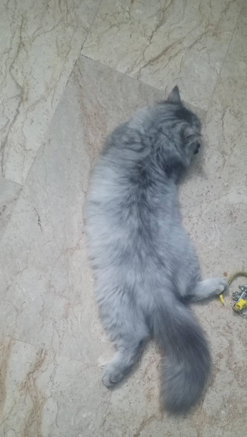Persian cat 3