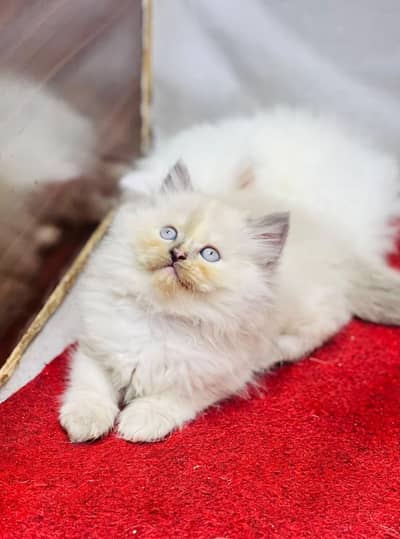 Persian Punch face triple coat cat Kitten