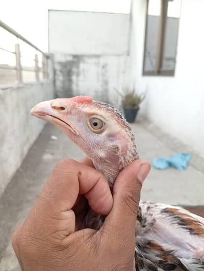 Mianwali Aseel chicks age Almost 4 months.   Al Rehman garden phase 2