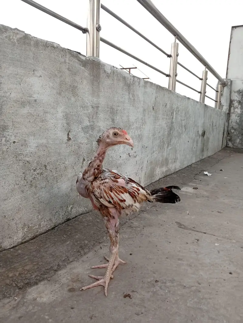 Mianwali Aseel chicks age Almost 4 months.   Al Rehman garden phase 2 — photo 3