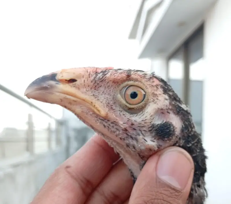 Mianwali Aseel chicks age Almost 4 months.   Al Rehman garden phase 2 — photo 4