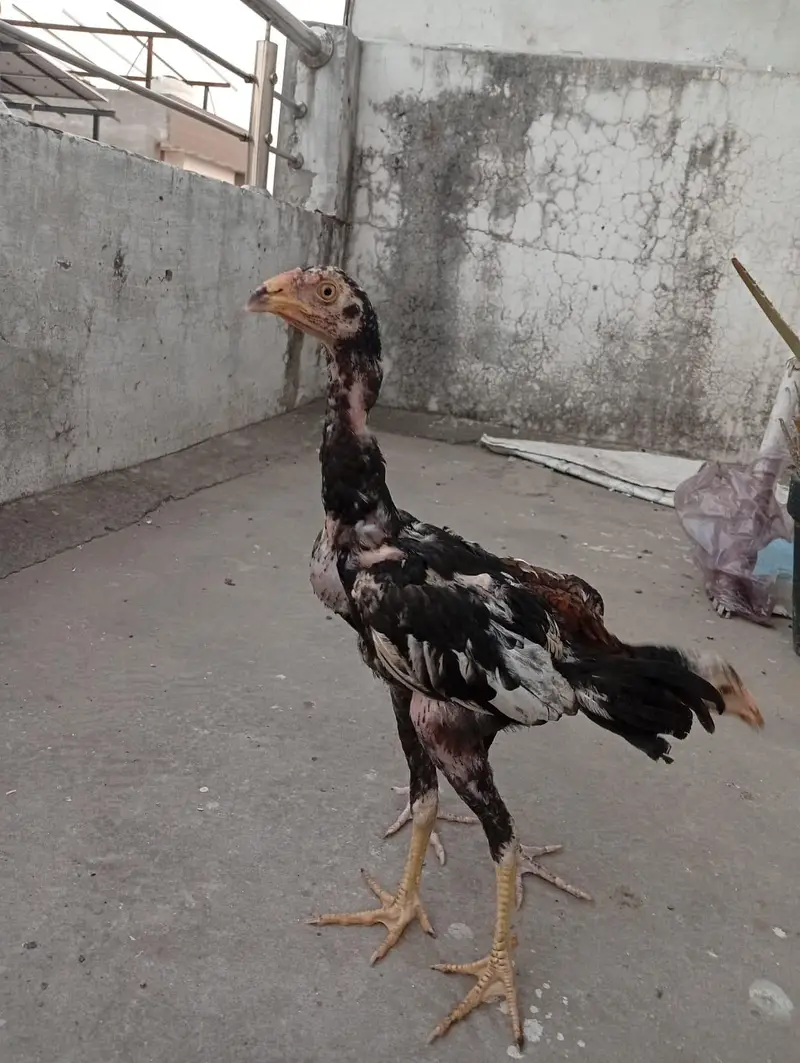 Mianwali Aseel chicks age Almost 4 months.   Al Rehman garden phase 2 — photo 5