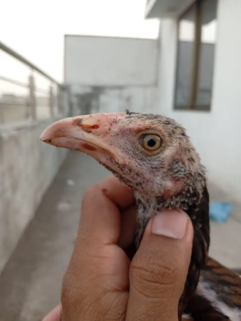 Mianwali Aseel chicks age Almost 4 months.   Al Rehman garden phase 2 — photo 7