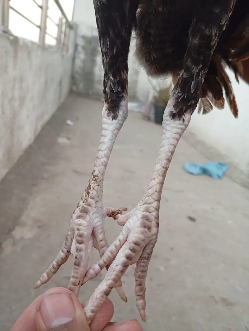 Mianwali Aseel chicks age Almost 4 months.   Al Rehman garden phase 2 — photo 8