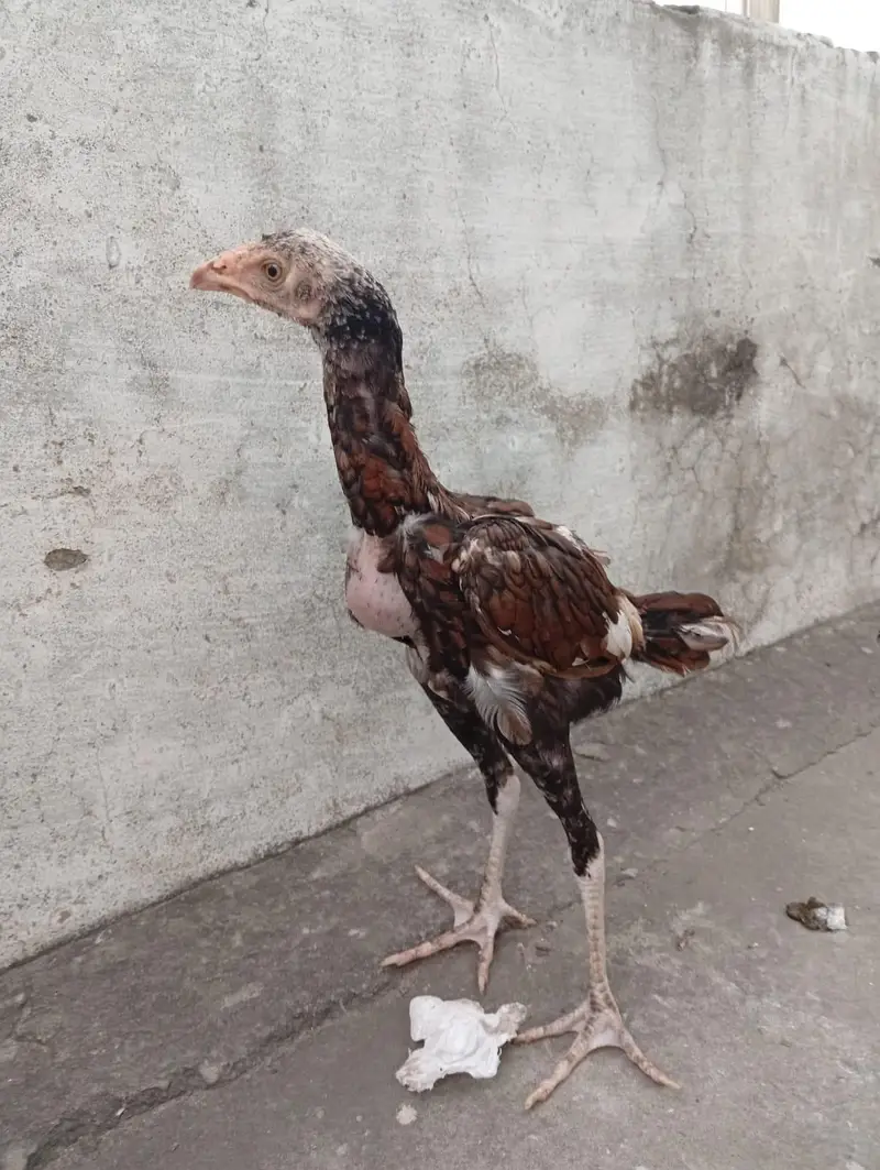 Mianwali Aseel chicks age Almost 4 months.   Al Rehman garden phase 2 — photo 9