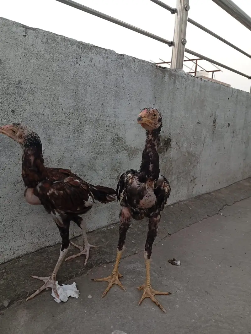 Mianwali Aseel chicks age Almost 4 months.   Al Rehman garden phase 2 — photo 10