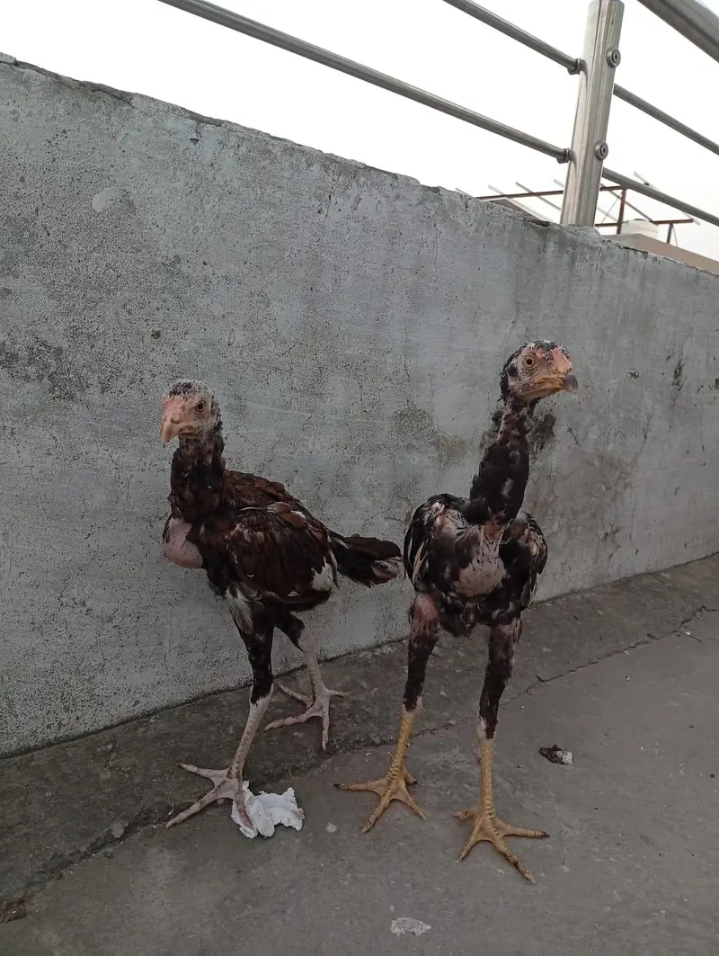 Mianwali Aseel chicks age Almost 4 months.   Al Rehman garden phase 2 — photo 11