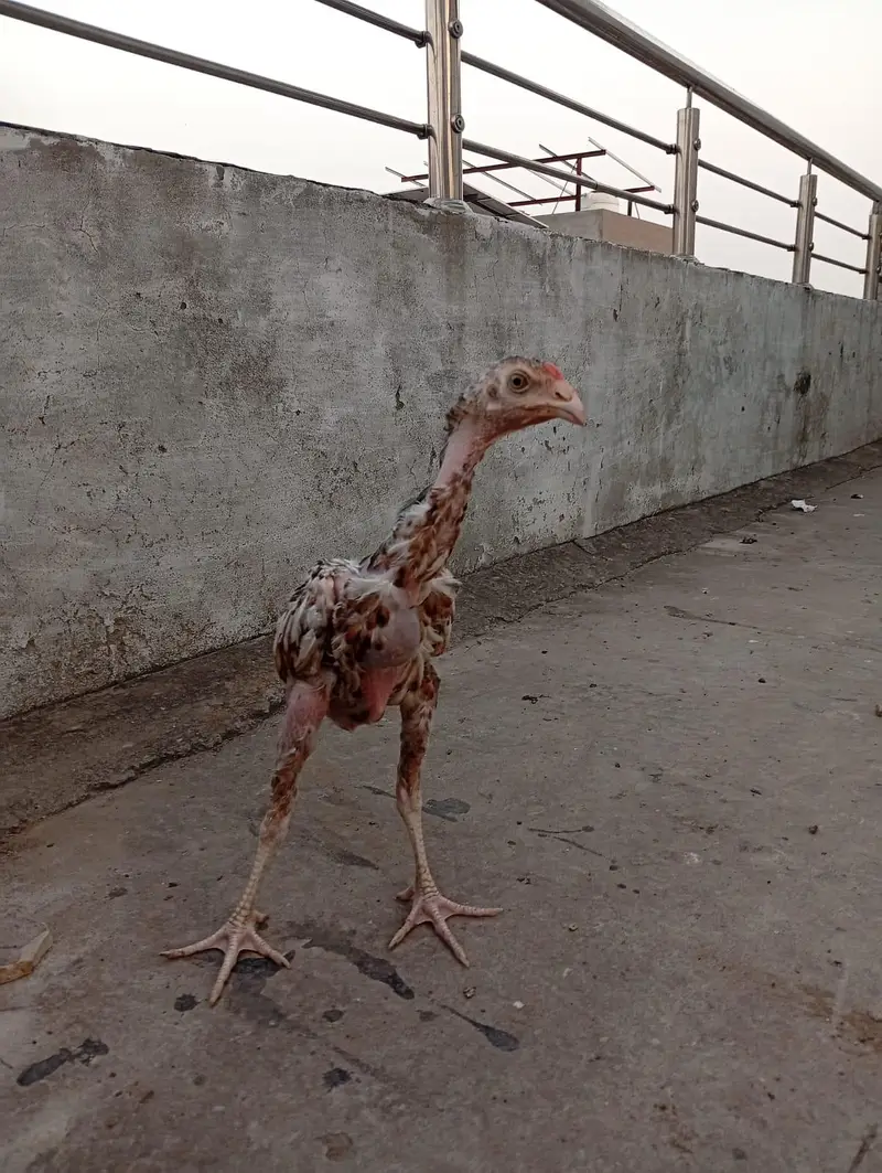 Mianwali Aseel chicks age Almost 4 months.   Al Rehman garden phase 2 — photo 12