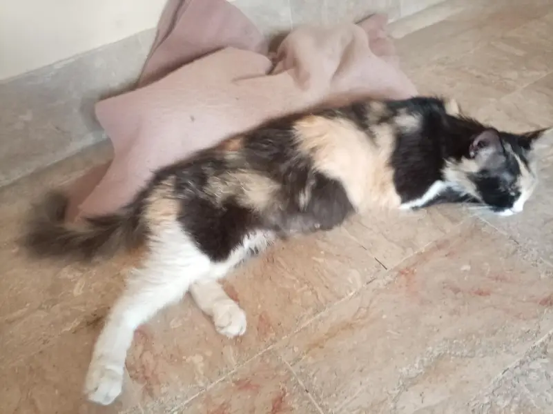 cat with 5 baby's 3 girls 2 boys buy cat five baby's free — photo 3