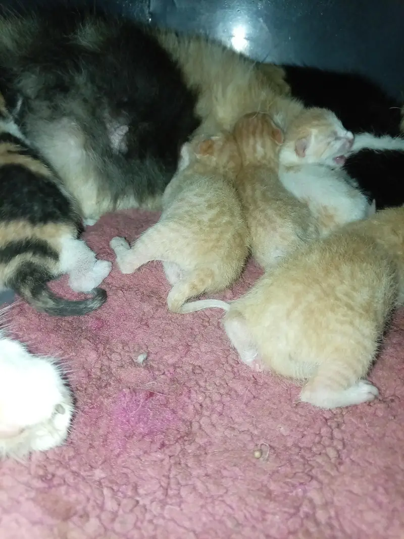 cat with 5 baby's 3 girls 2 boys buy cat five baby's free — photo 4