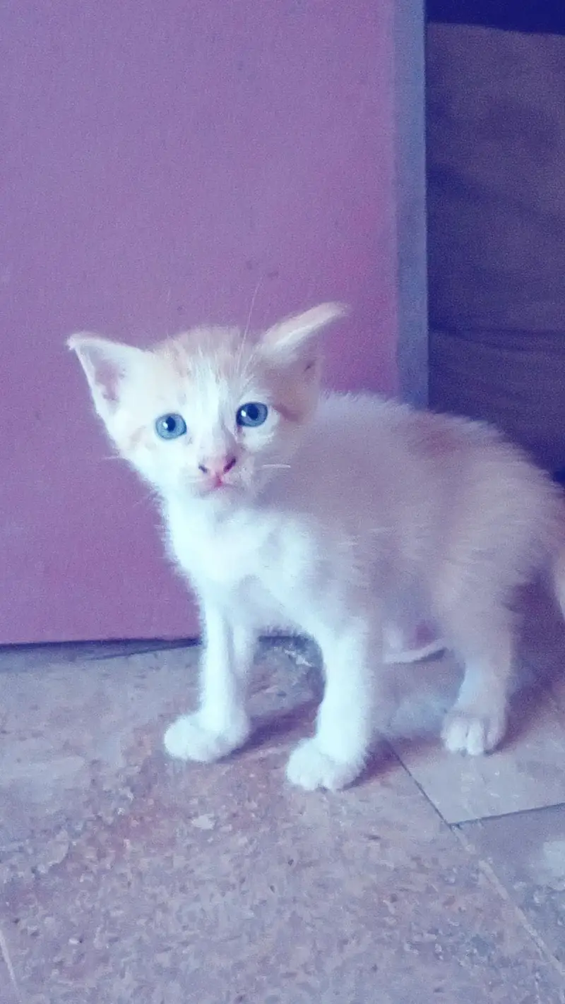 cat with 5 baby's 3 girls 2 boys buy cat five baby's free — photo 5