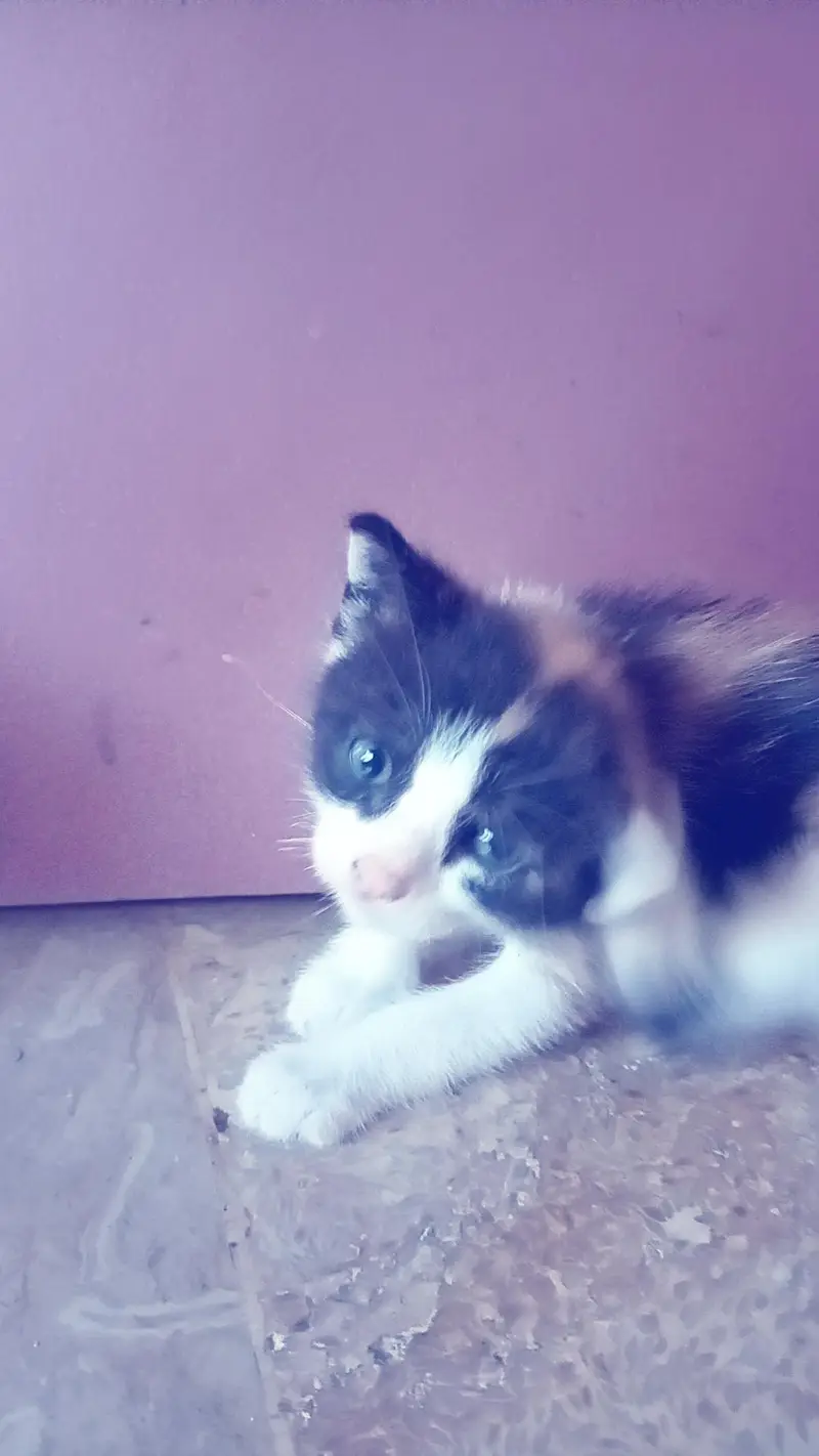 cat with 5 baby's 3 girls 2 boys buy cat five baby's free — photo 6