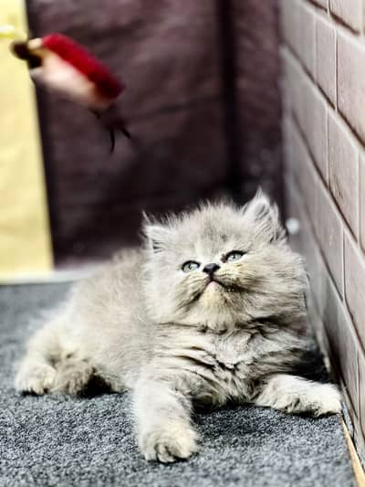 Persian Punch face triple coat cat Kitten