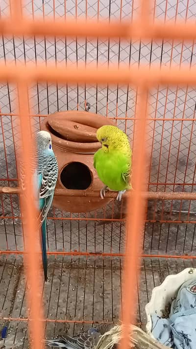 4 birds all active