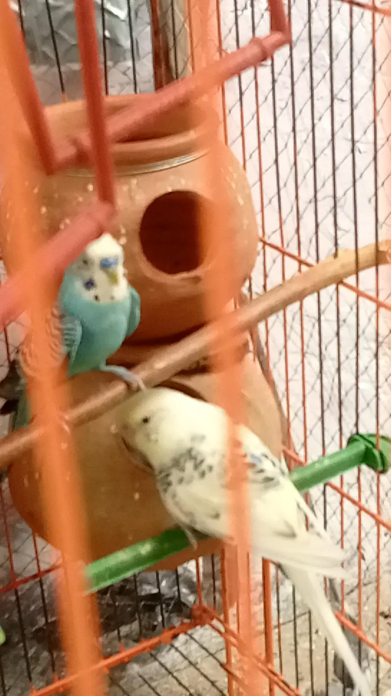 4 birds all active — photo 2